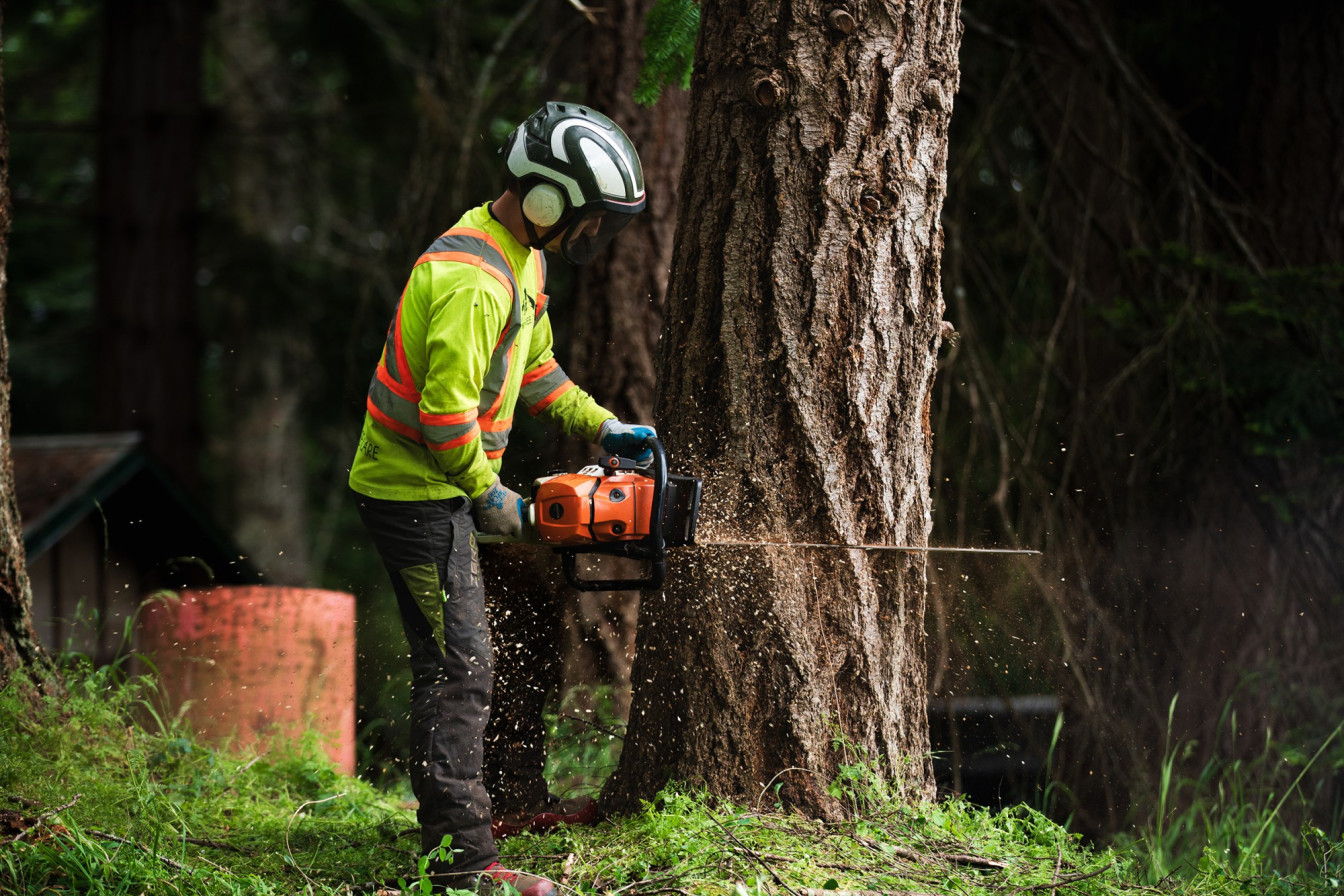 Matt Hardman, Owner and Operator of Summit Tree Care, cutting a large tree with a chainsaw. Matt is wearing full high-vis safety gear.