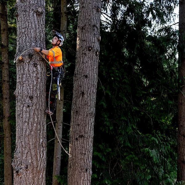 2023_-_nanaimo_arborist_-_matt_hardman_-_liam_wallace_full_res--5.600x600