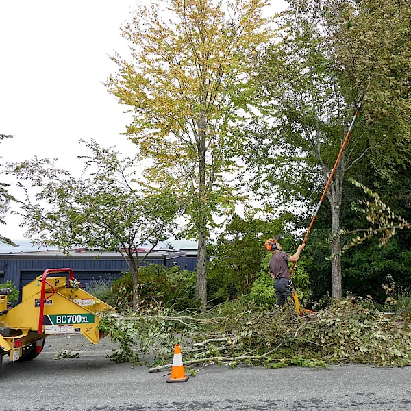 3_summit_tree_care_pruning.600x600