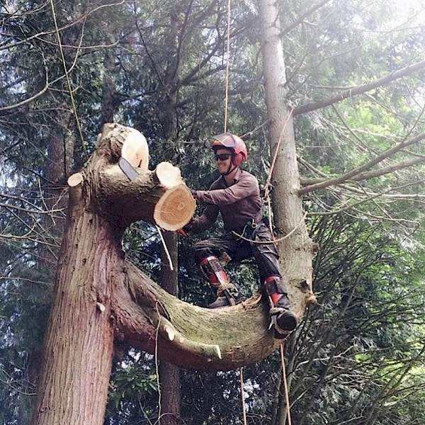 chainsawing.600x600