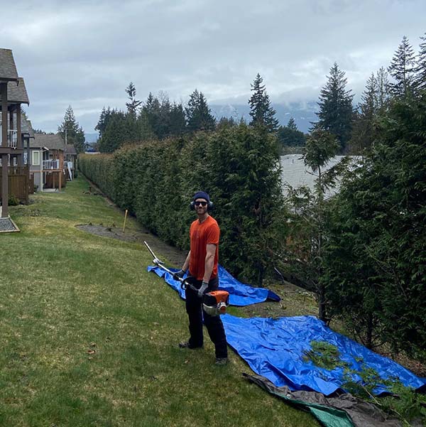 nanaimo hedge trimming