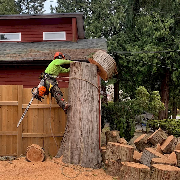 tree-removal.600x600